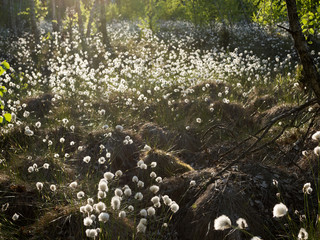 Kwitnąca wełnianka (Eriophorum) na Bagnach Biebrzańskich