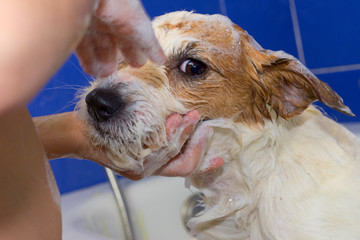 CUTE JACK RUSSELL DOG TAKING A BATH BY ITS LITTLE OWNER AND LOOKING THE CAMERA