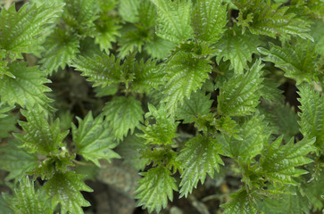 Green leaves of nettle, close-up, texture, background