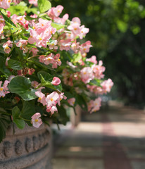 pink flowers in the garden
