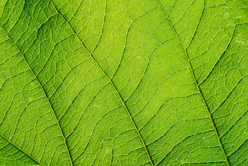 Macro Shot Of Leaf Texture.