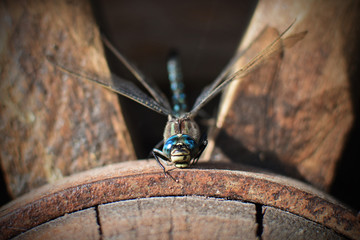 dragon fly on the wood wheel