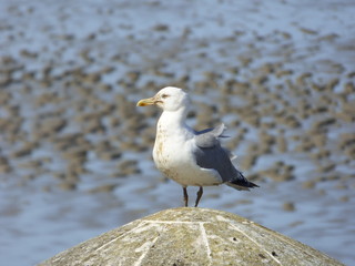 Une mouette aux aguets.