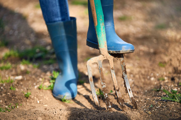 Work in a garden - Digging Spring Soil With Spading fork. Close up of digging spring soil with blue...
