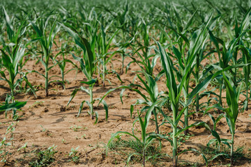 young corn field growing on ground at corn farm