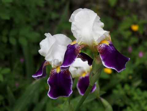 fleurs d'iris blanc et violet au jardin