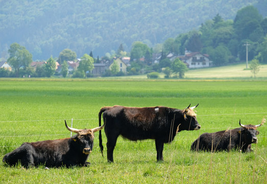 Schwarze Hochlandrinder
