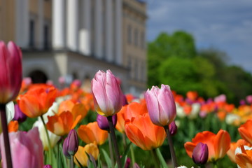 Kwitnące kolorowo tulipany, z bliska, w parku przy pałacu królewskim w oslo, stolicy Norwegii,...