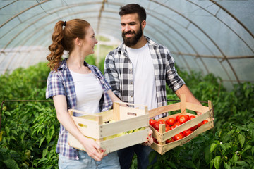 Fototapeta premium Young couple of farmers working in greenhouse