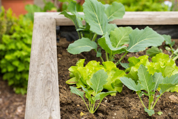 Raised bed in a garden with growing vegetables in spring  - 205192121