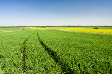 Green field, wheel marks and blue sky