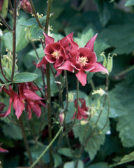 Red aquilegia flowers close up