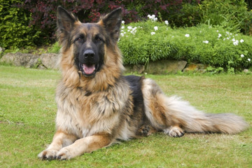 Odedient German Shepherd poses for a portrait