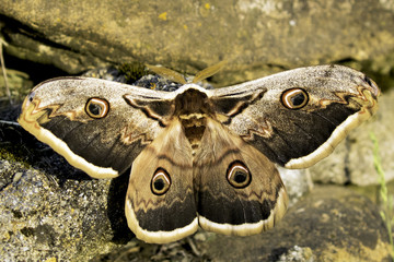 Saturnia pyri moth in natural habitat