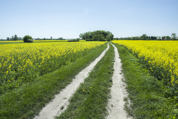 Village road through the rapeseed field