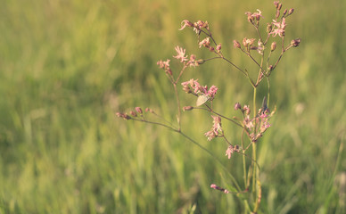 Closeup photo of wildflowers