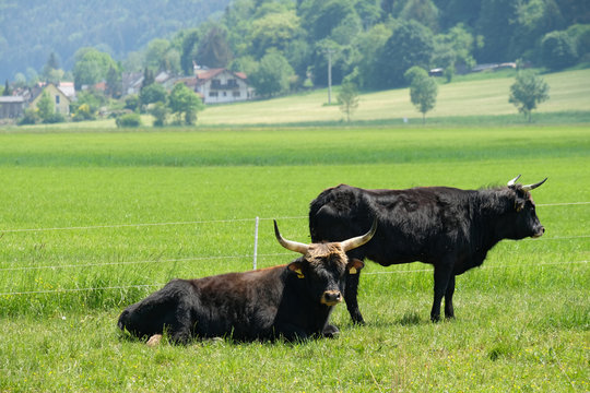 Schwarze Hochlandrinder