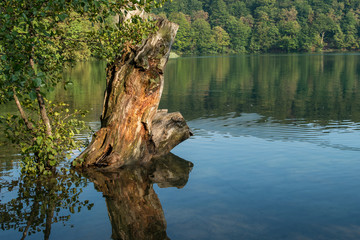 Abgestorbener Baum im Nationalpark Plitvicer Seen