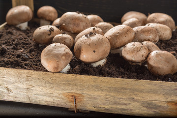 Cultivation of brown champignons mushrooms, grow in underground nature caves in France, ready for harvest