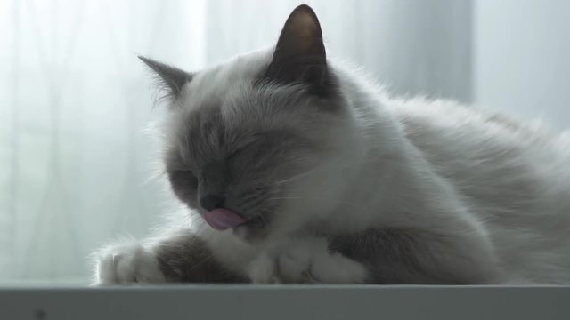 Beautiful cat licking its fur and relaxing