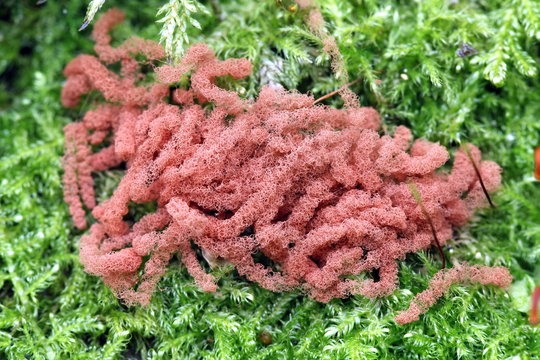 Carnival candy slime mold, Arcyria oerstedtii
