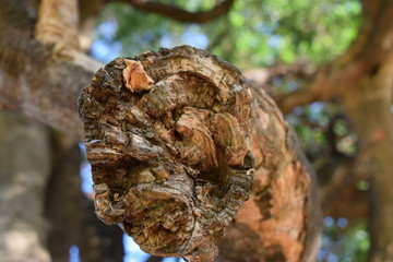 Wood