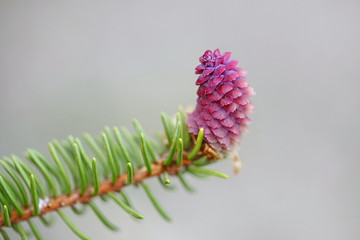 Female flower or cone of Norway spruce, Picea abies