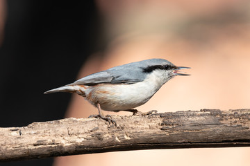Eurasian nuthatch with beak open and tongue out