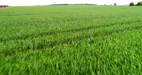 Przelot nad zielonym rosnącego zboża