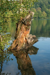 Abgestorbener Baum im Nationalpark Plitvicer Seen