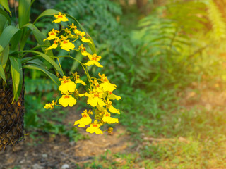 Beautiful yellow orchid with sunlight in the garden. (Dendrobium lindleyi)