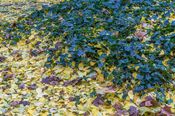 Autumn leaves