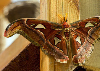 Beautiful big tropical butterflies. Giant Atlas Moth. Attacus atlas.
