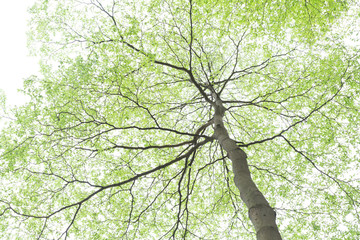 Fototapeta premium tree