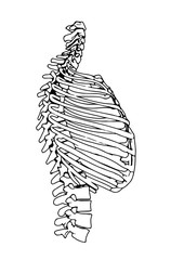 skeleton thorax vector