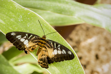 Great Tropical butterfly Brown Clipper sitting on the green leaf.