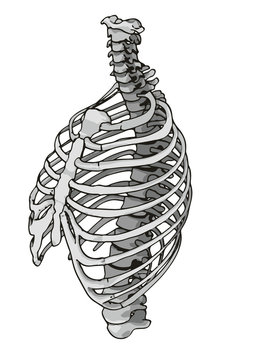 skeleton thorax vector
