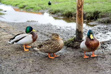Close-up of colorful wild ducks on a lakeshore in Kassel, Germany. Selective focus
