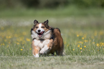 Süßer Mischlingshund beim Sapziergang