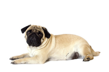 Pug dog isolated. Looking sad with big eyes