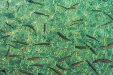 Forellen in einem See