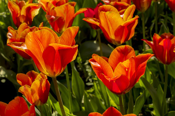 Colorful spring tulip flowers in the garden  in warm sunlight.