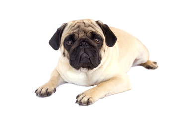 Pug dog isolated. Looking sad with big eyes