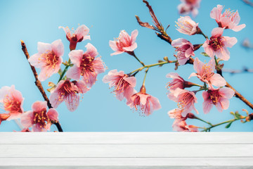 Cherry Blossom or Sakura flower Soft focus and blur for background