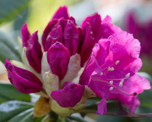 Obraz premium Beautiful pink Rhododendron, bud and flower at the beginning of the dissolution. Latvia. Close-up, macro, shallow depth of field
