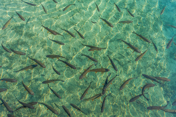 Forellen in einem See