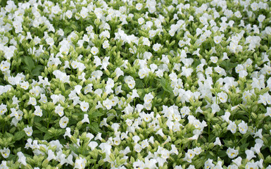 White flowers field. Top view