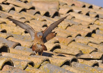 Male and female of Lesser kestrel. Falco naumanni.