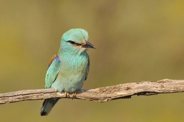 European roller perched on a branch. Coracias garrulus.