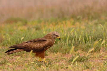 Black kite, Milvus migrans perched.